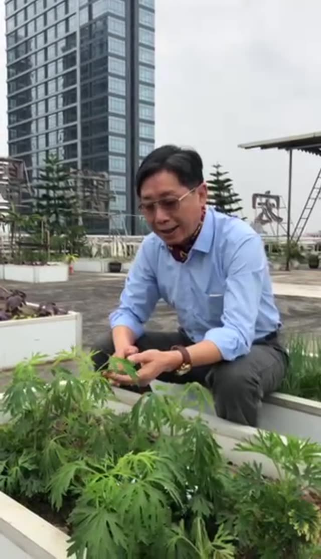 中草药的认识——益母草